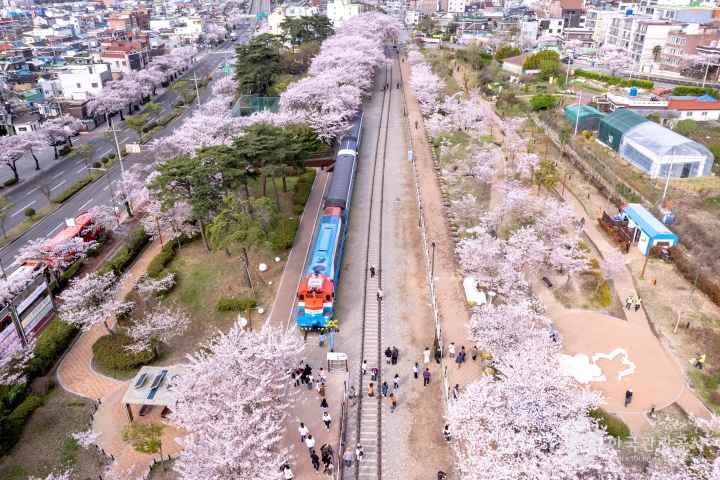 2024 진해군항제