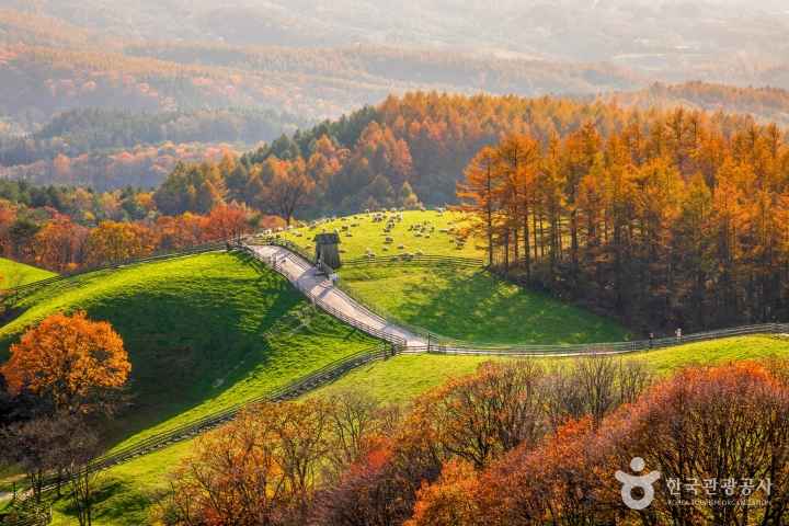양떼목장의 가을