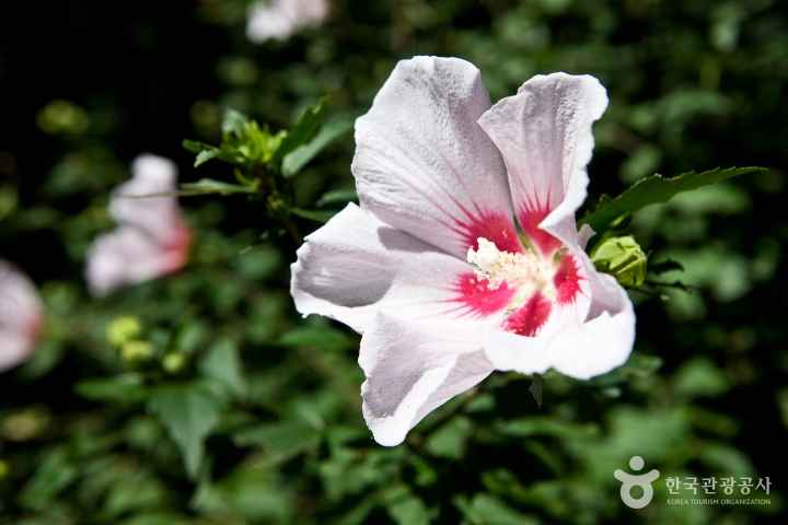 Mugunghwa-Rose of sharon 
