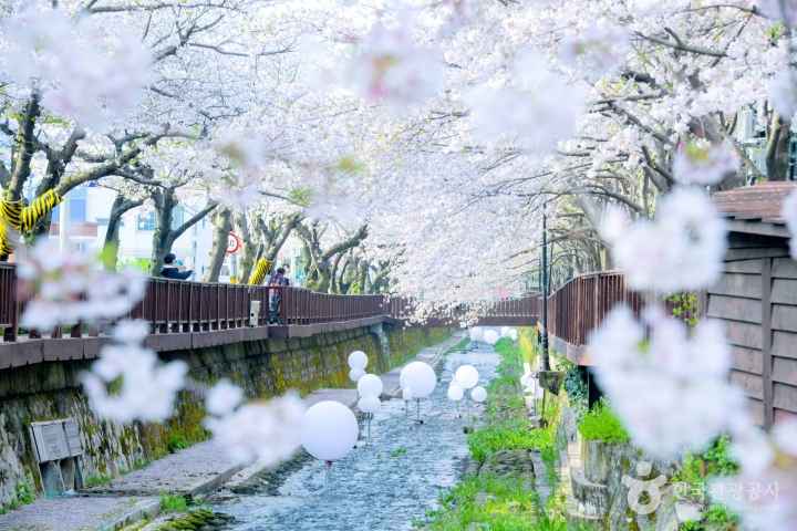 2024 진해군항제