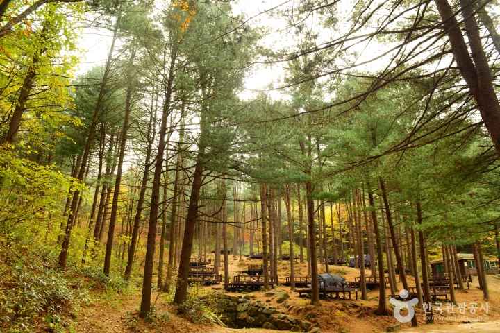 Cheongtaesan National Recreational Forest