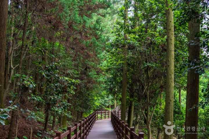 Jeongnamjin Cypress Forest Woodland