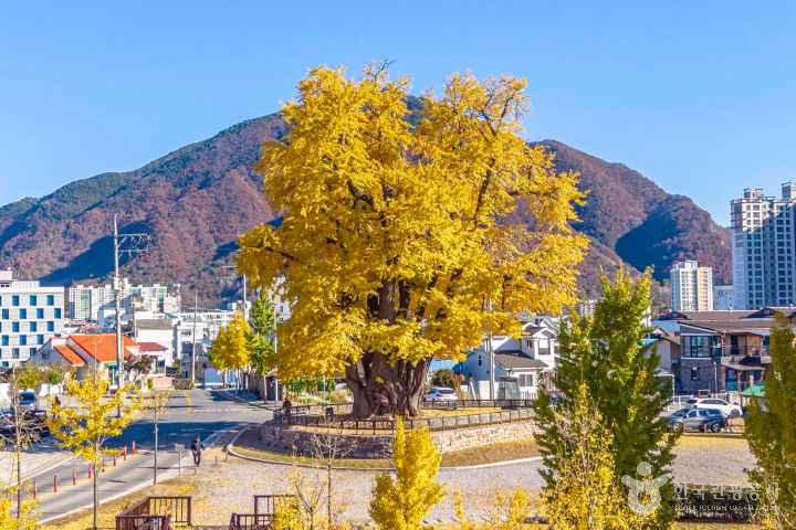 Ginkgo Tree of Hasong-ri, Yeongwol