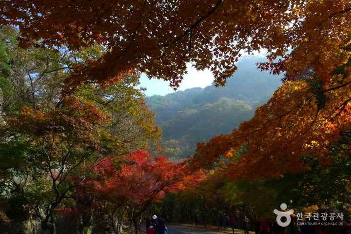 Mt. Naejangsan in Autumn 