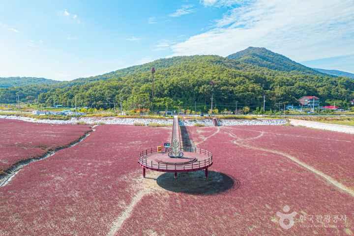 Seongmodo Shrubby Sea-blite Habitat