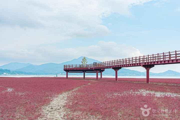 Seongmodo Shrubby Sea-blite Habitat