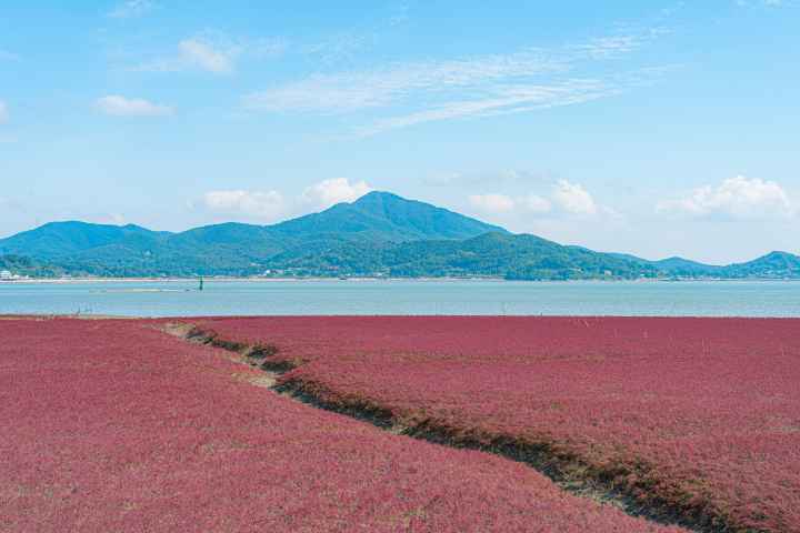 석모도 칠면초 군락지