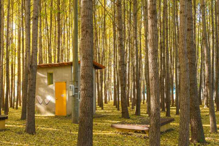 도리마을 은행나무숲