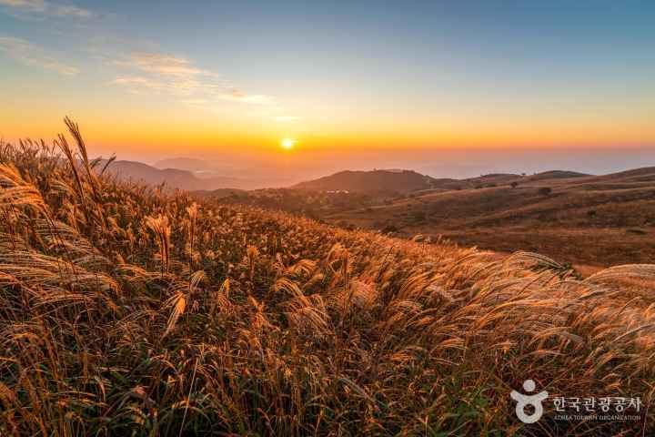 황매산의 가을 억새