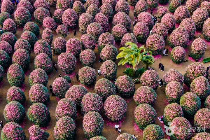 Camellia Chocolate Mushrooms