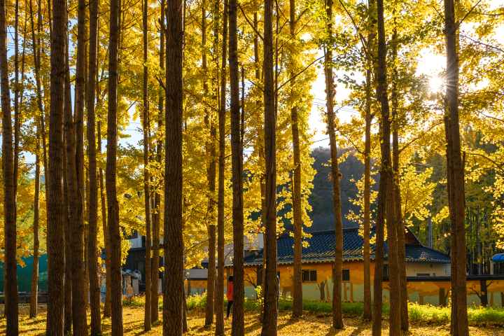 도리마을 은행나무숲