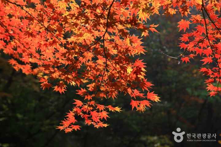 Mt. Naejangsan in Autumn 