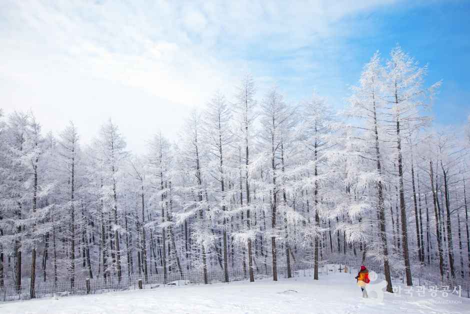 Snowy Trees in Daegwallyeong Yangtte Farm