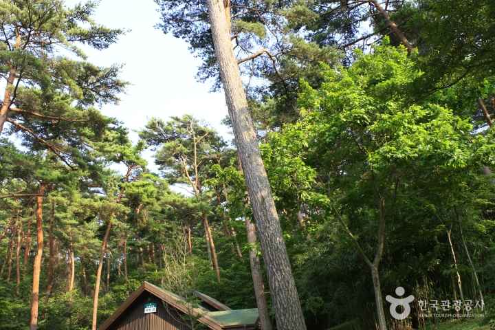 안면도자연휴양림