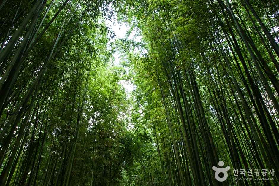 Simni Bamboo Grove on Taehwagang River