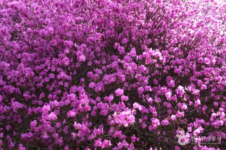 Azaleas