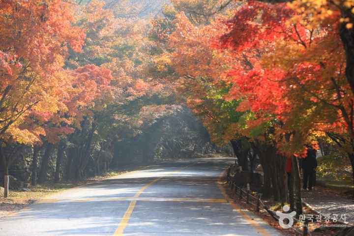 Mt. Naejangsan in Autumn 