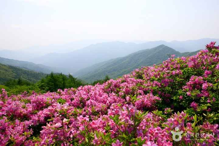 Royal azalea on Mt.Jirisan 