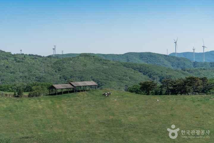 Samyang Roundhill