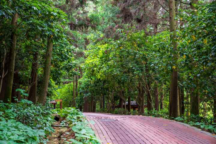 정남진 편백숲 우드랜드