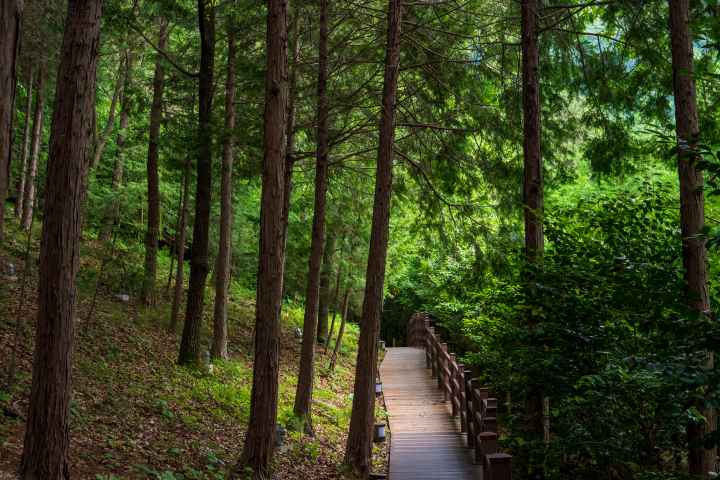 정남진 편백숲 우드랜드