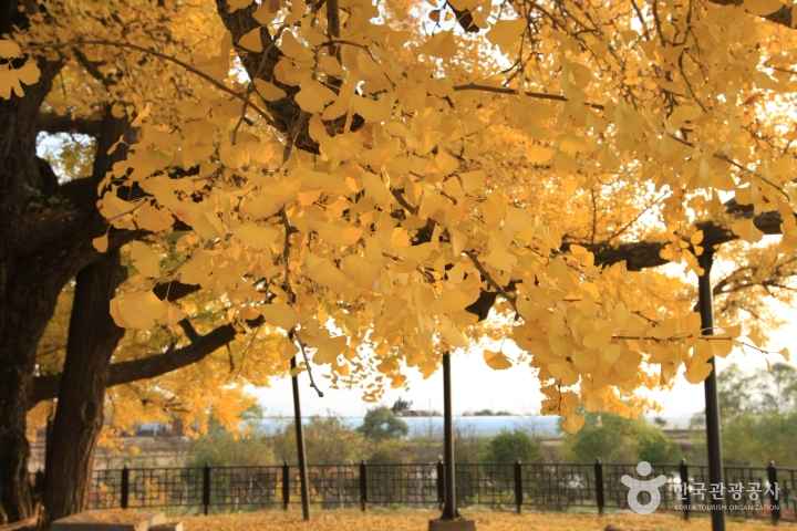 Ancient Gingko Tree in Chilseok-dong