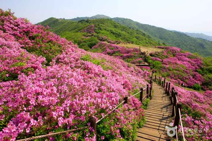 Royal azalea on Mt.Jirisan 