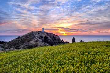 Canola Flowers Blooming at Seopjikoji