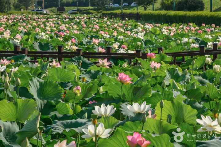 Jocheon Lotus Park