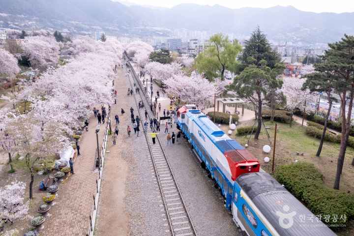 2024 진해군항제