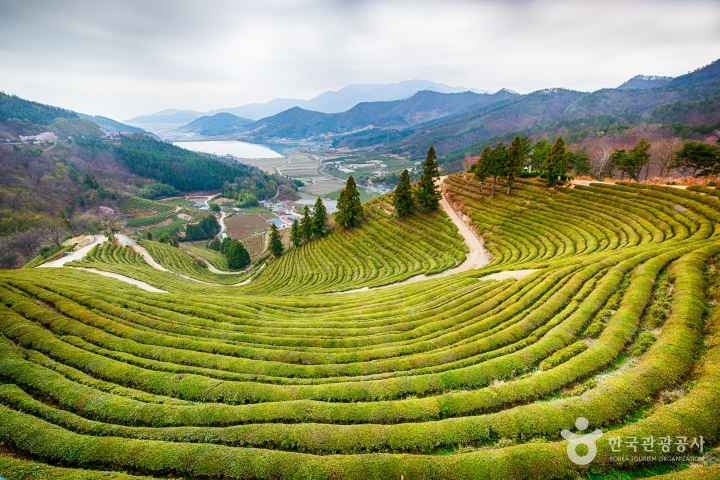 보성 차밭전망대