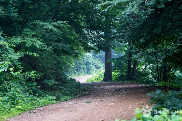 Jangseong forest healing