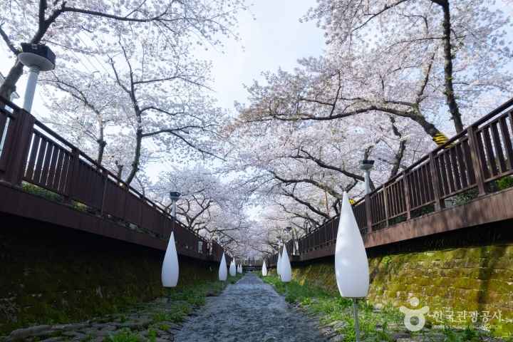 2024 진해군항제