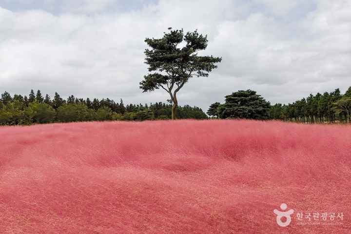 Pink Muhlies & the Alone Tree