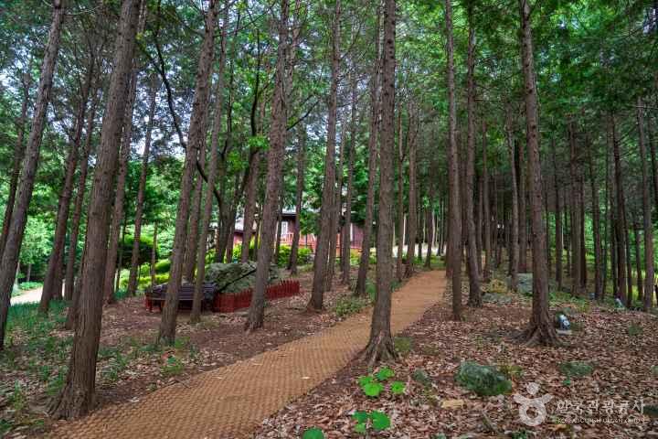 Jeongnamjin Cypress Forest Woodland