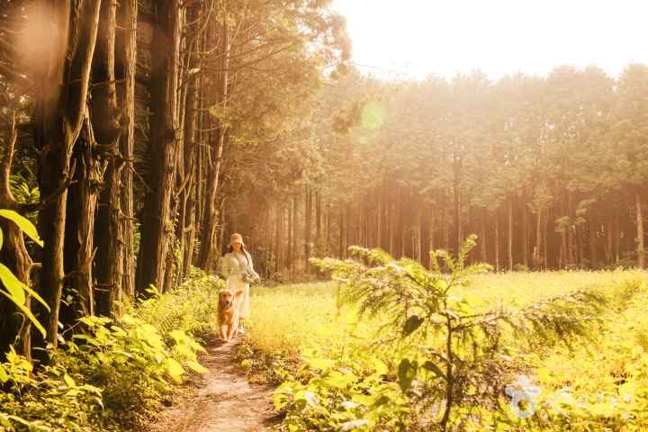 Andol Oreum Secret Forest