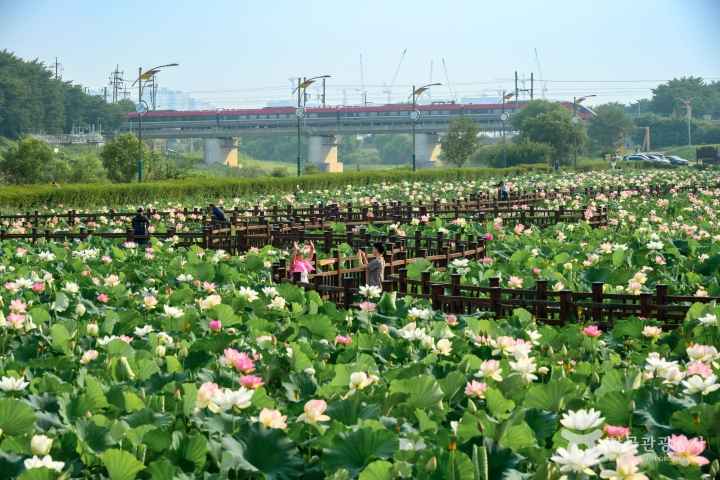 Jocheon Lotus Park