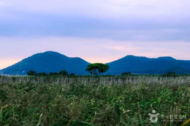 Suncheonman Wetland