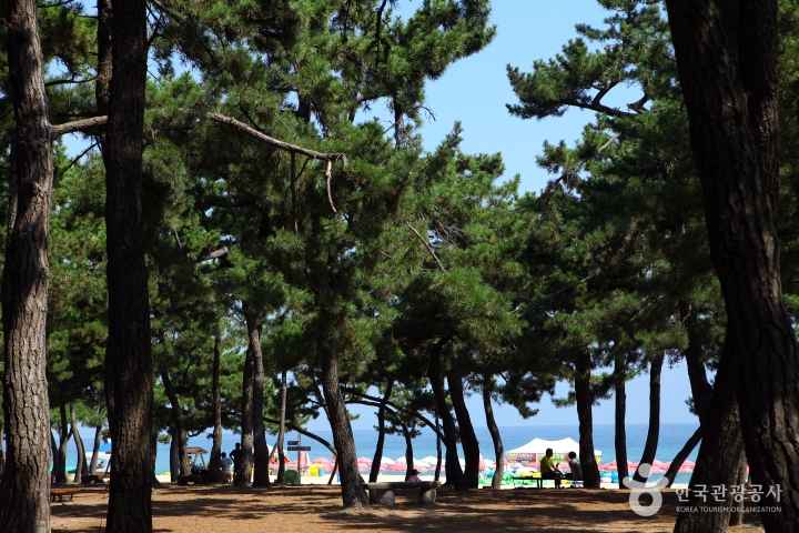 Gyeongpoho Beach
