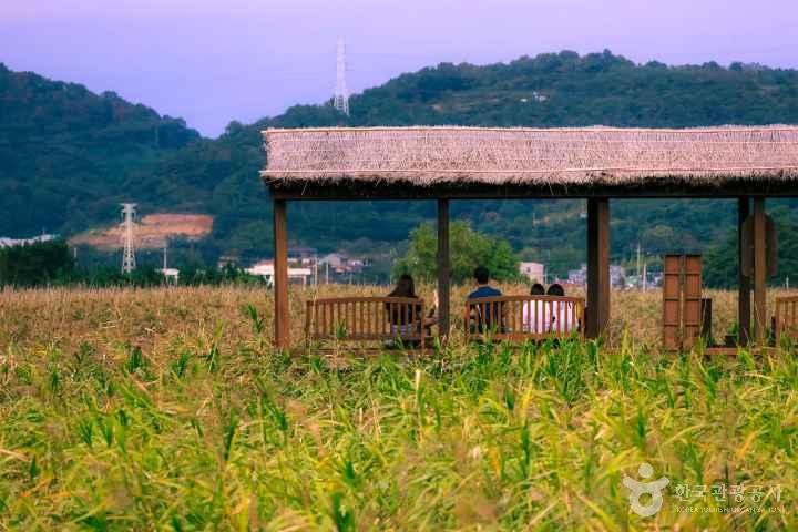 Suncheonman Wetland