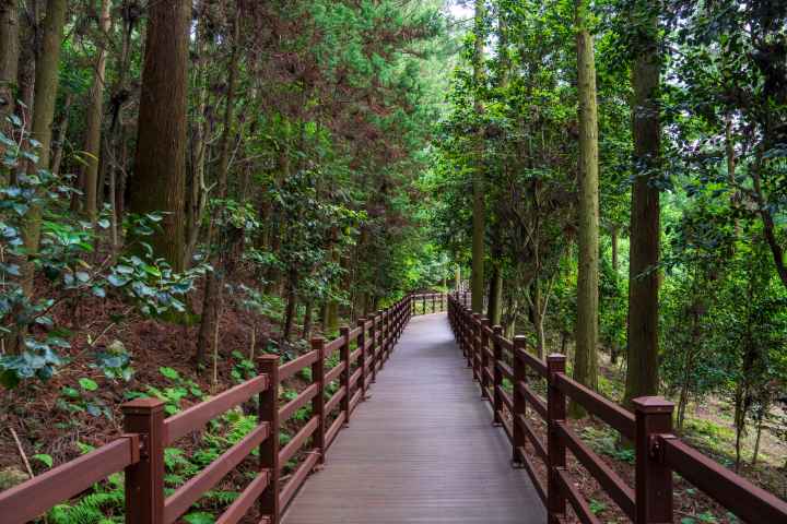 정남진 편백숲 우드랜드
