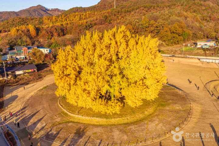 Ginkgo Tree of Bangye-ri, Wonju