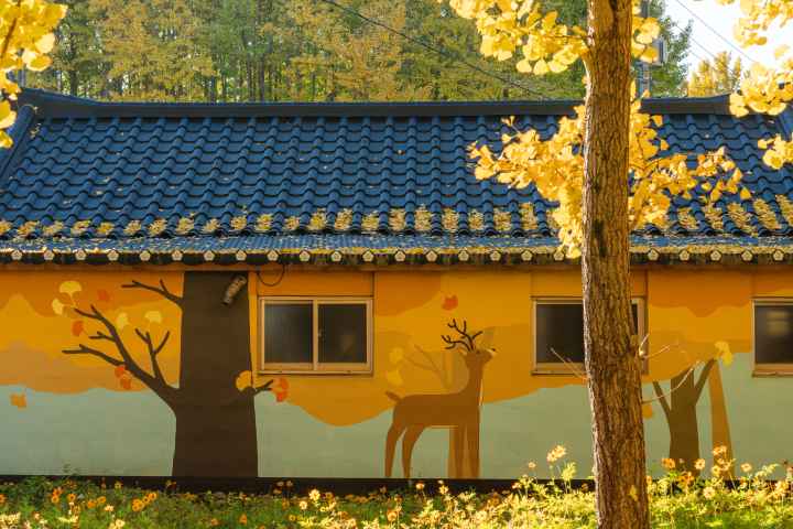 도리마을 은행나무숲