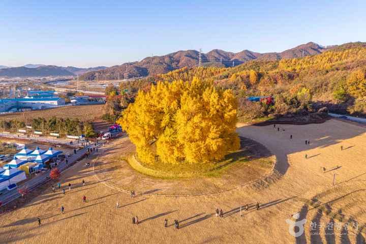Ginkgo Tree of Bangye-ri, Wonju