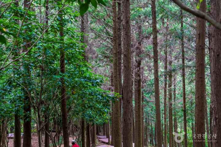 Jeongnamjin Cypress Forest Woodland