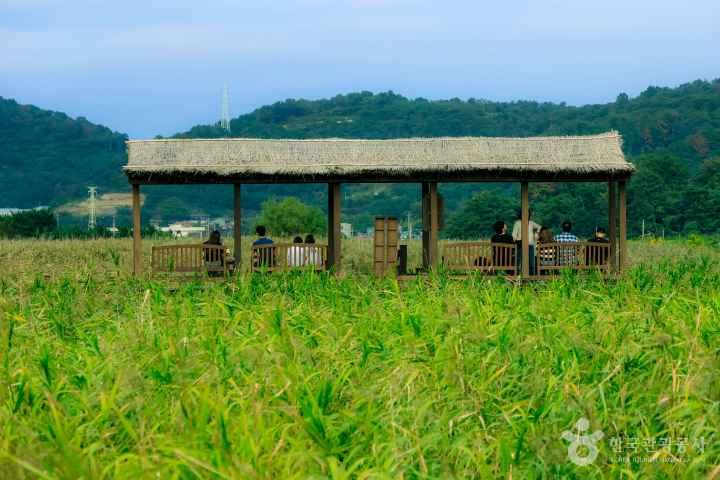 Suncheonman Wetland