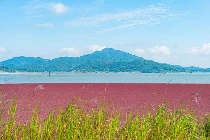 석모도 칠면초 군락지