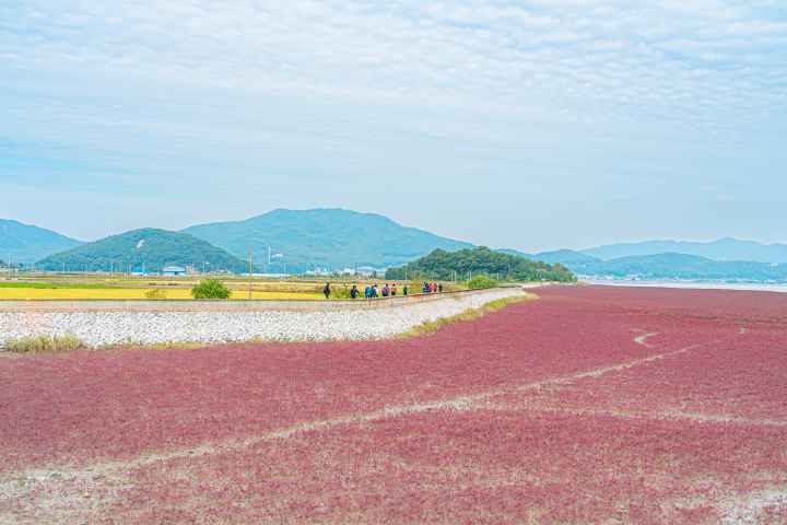 석모도 칠면초 군락지