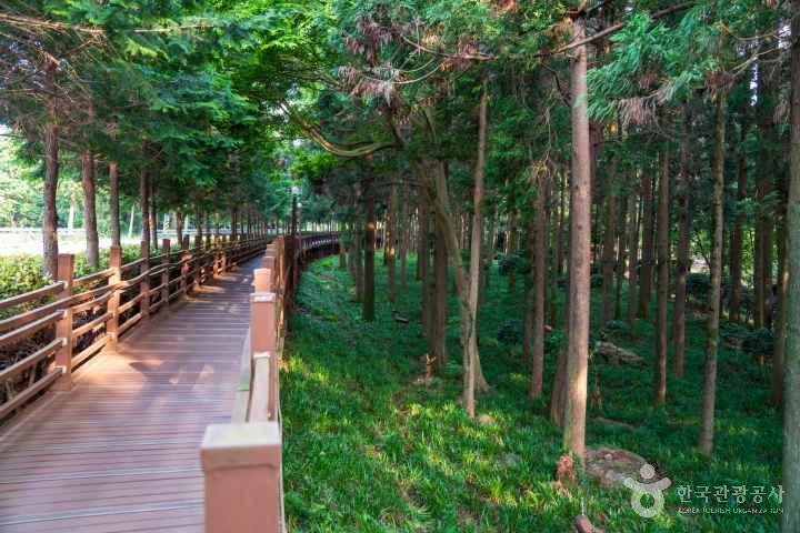 Jeongnamjin Cypress Forest Woodland