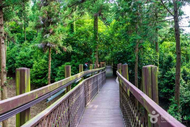 Jeongnamjin Cypress Forest Woodland